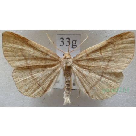 Paracolax tristalis (Fabricius, 1794) male Szczękalica brodźczyca Slovakia33g